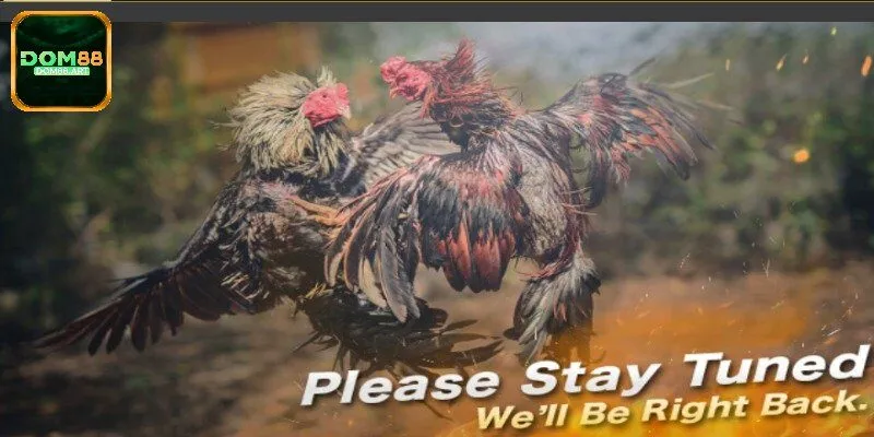 3 hình thức chọi kê xanh chín hàng đầu