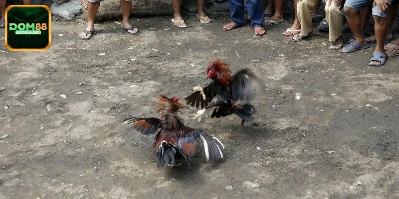 Đá Gà Cựa Sắt - Loại Hình Giải Trí Hàng Đầu Hiện Nay