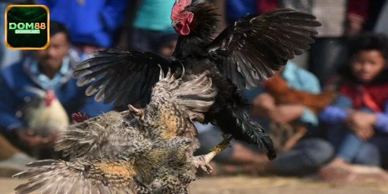 Đá Gà Tre - Hình Thức Giải Trí Sống Động Dễ Kiếm Tiền