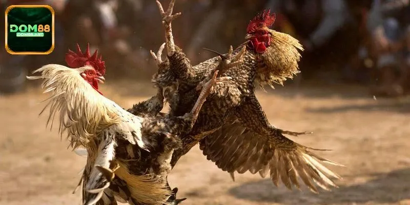 Hệ thống cá cược tại ICF Sports Dom88 bắt kịp xu hướng