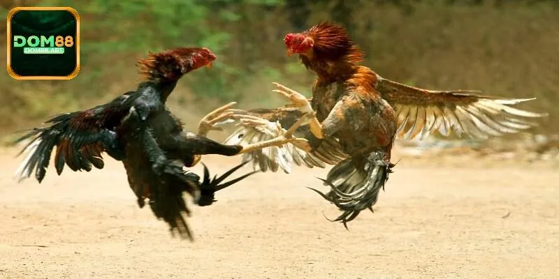 Khái quát sơ lược về sảnh S128 Dom88