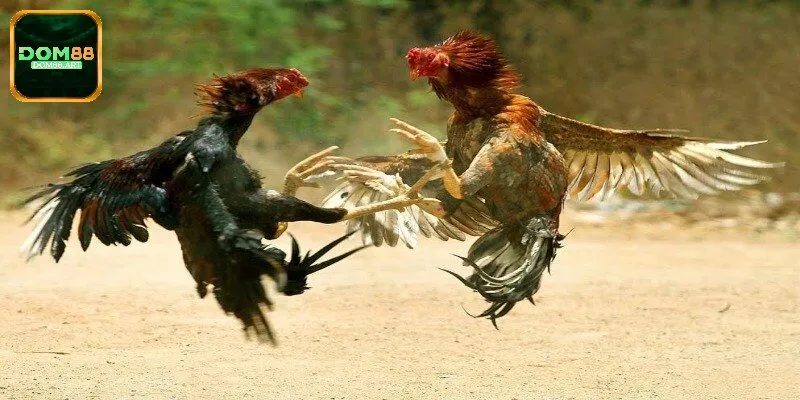 Khái quát về hình thức đấu chọi gà tre