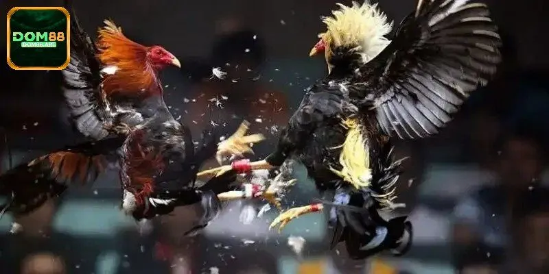 Loại hình chọi gà cựa dao hấp dẫn tại Ws168 Dom88