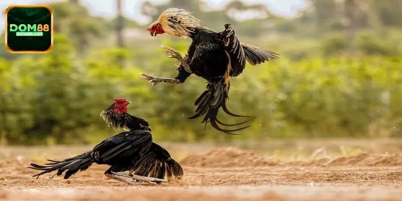 Loại hình chọi gà cựa dao kịch tính