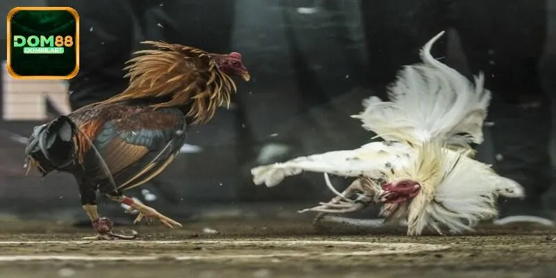 Loại hình chọi gà cựa sao tại S128 Dom88
