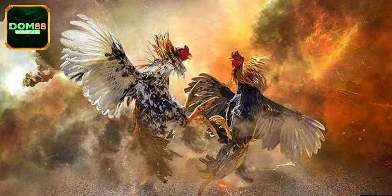 Những quy tắc then chốt để chơi đá gà nòi 