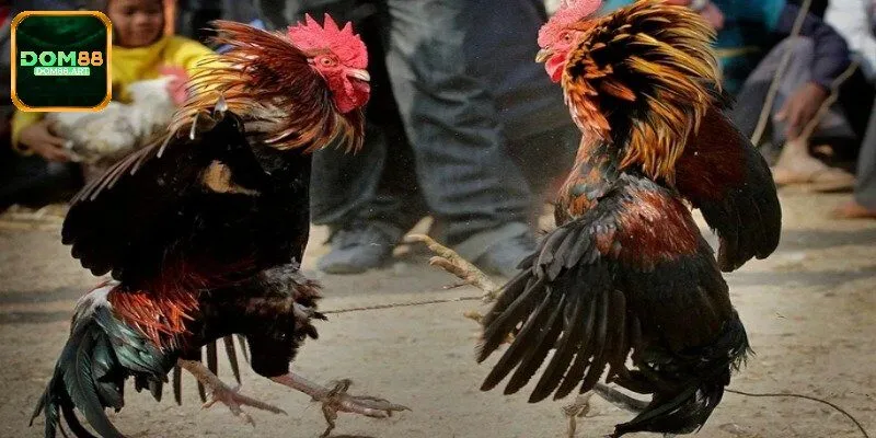 Quy tắc tính thắng thua chi tiết