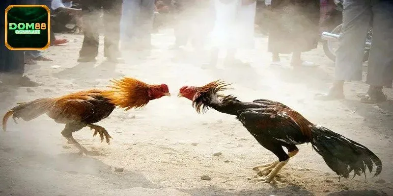 Quy trình nuôi gà nòi khắt khe và an toàn