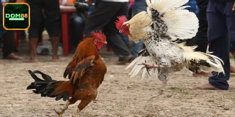 Tính sát thương đòn đá gà tre mạnh mẽ