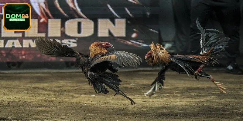 Tổng quan sơ lược về đá gà nòi