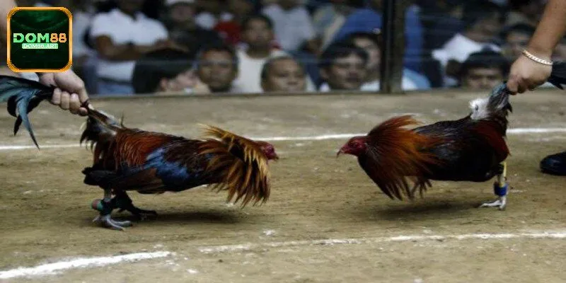Ws168 Dom88 - Điểm Đến Chọi Gà Hàng Đầu Cho Các Sư Kê